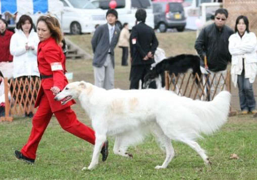 捷克狼犬吐黃水拉稀沒精神