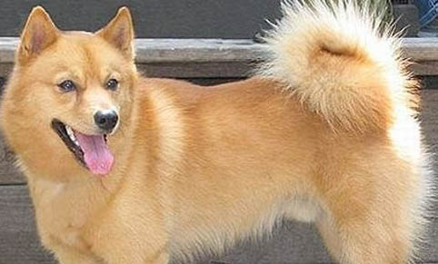狗狗獨自在家怎么辦