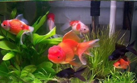 一畝魚塘能養多少斤魚