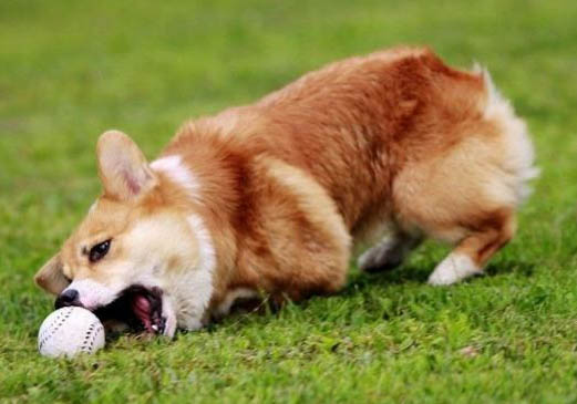 養(yǎng)柯基犬需要注意什么