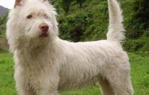 從江犬和下司犬哪個好