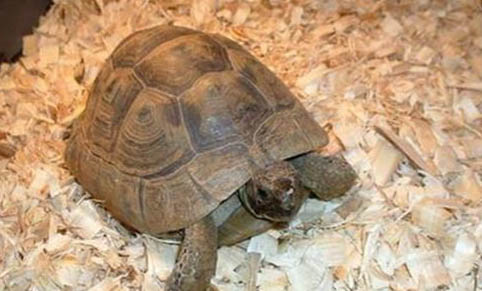 陸龜曬太陽曬多久