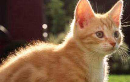 小貓咪流口水怎么回事