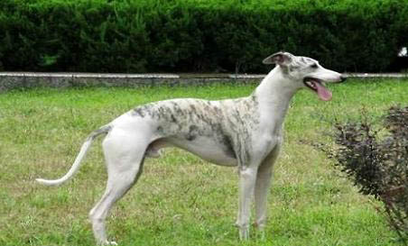 惠比特犬怎么飼養