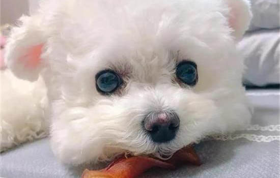 比熊犬聰明嗎智商高不高