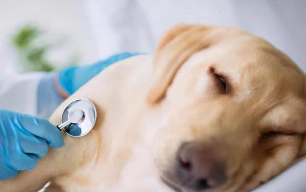 純種黑色泰迪犬多少錢一只