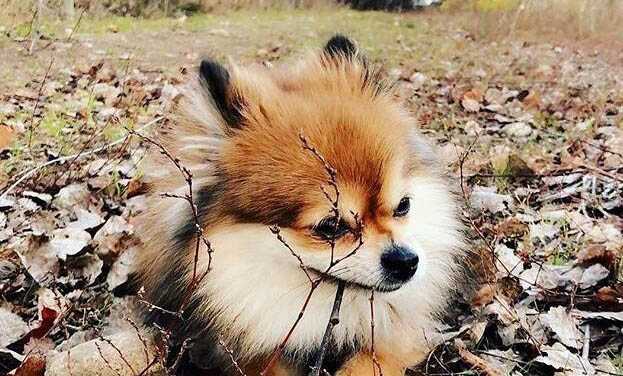 狗狗一直在嘔吐