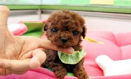 貴賓犬不吃狗糧只吃肉怎么辦