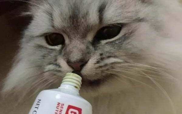 貓咪掉了塊毛還流血了