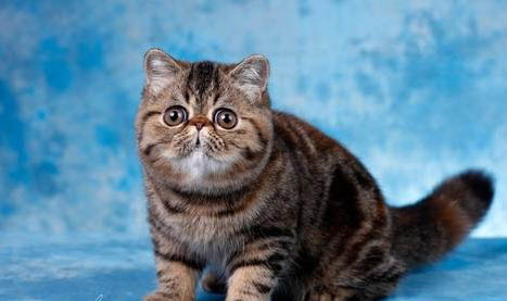 異國短毛貓生需要什么工具