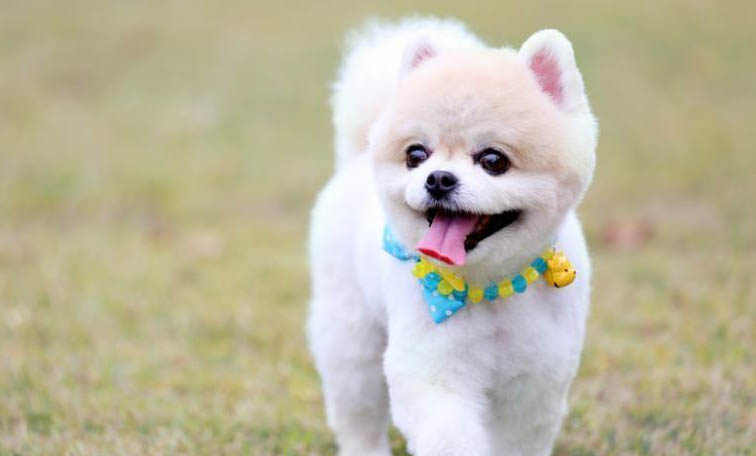 犬瘟空氣傳染幾率大嗎？
