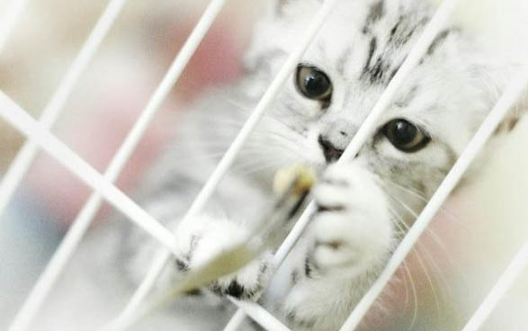 小貓咪打噴嚏但是精神狀態(tài)還可以