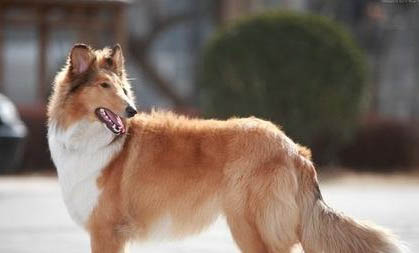 蘇格蘭牧羊犬為什么會口臭