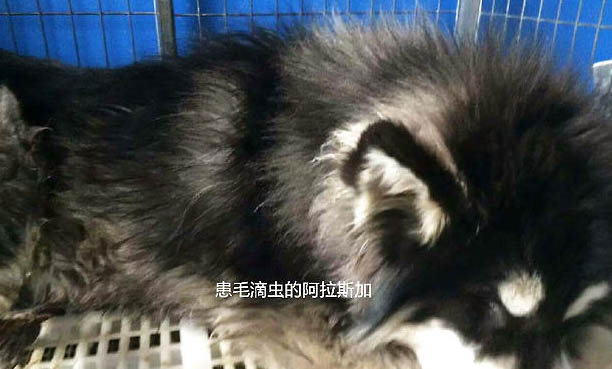 狗狗洗完澡不吹干會怎么樣?