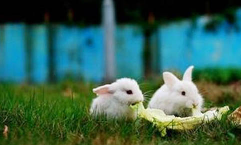 寵物兔子品種有哪些