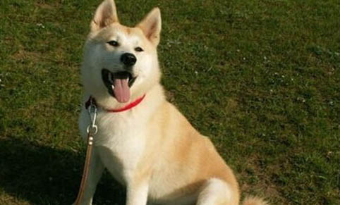如何區分秋田犬和柴犬