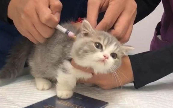 十大適合家養的貓