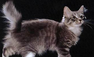 短尾貓有哪些特點(diǎn)