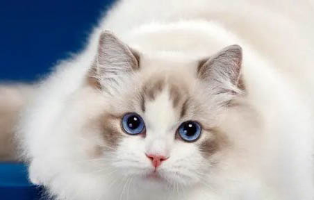 布偶貓可以吃貓條嗎