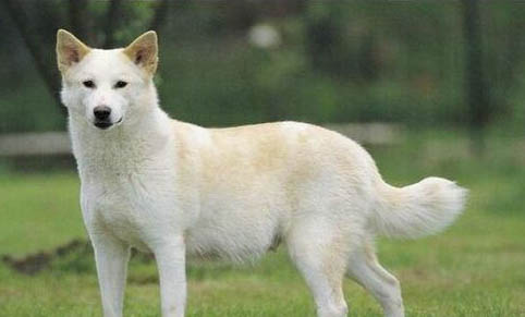 卡南犬的優(yōu)缺點