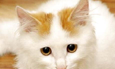 土耳其梵貓的價格