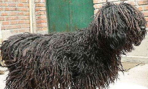 可蒙犬眼睛紅血絲的原因及處理方法