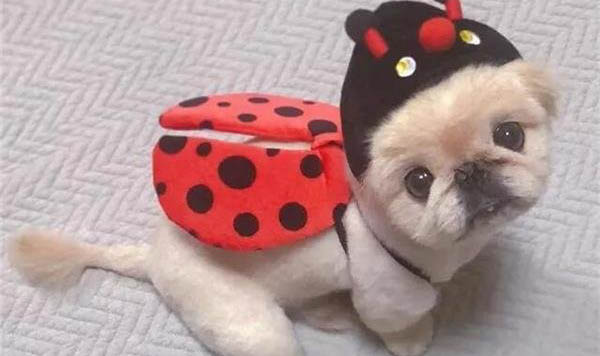 怎樣擁有好狗緣