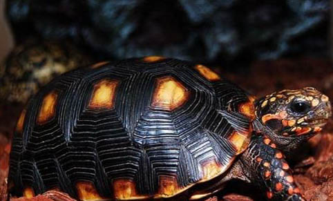 豹紋陸龜怎么分公母