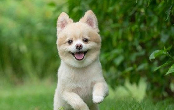博美犬的壽命一般是多少年