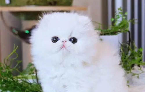 波斯貓的優(yōu)缺點(diǎn)