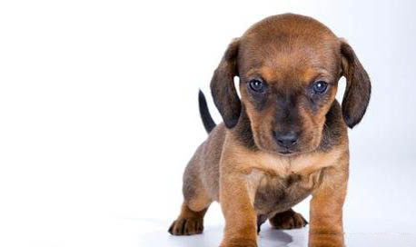 臘腸犬嘔吐是什么原因不吃東西