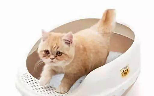 貓咪為什么會(huì)嘔吐?