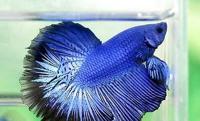 斗魚(yú)能和孔雀魚(yú)一起養(yǎng)嗎