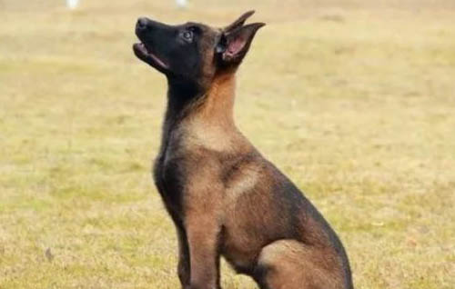 馬犬幾個月是危險期?
