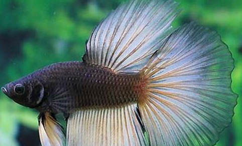 觀賞魚白點病的癥狀