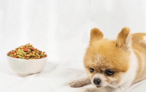 小奶狗淚痕重的原因及處理方法