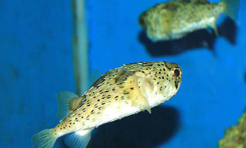 冷水觀賞魚有哪些品種