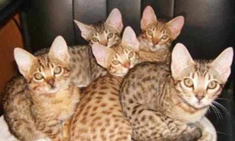 奧西貓太瘦了是什么原因