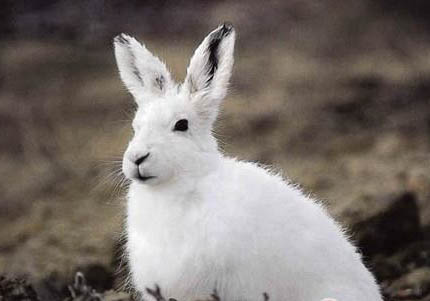 北極兔能活多久