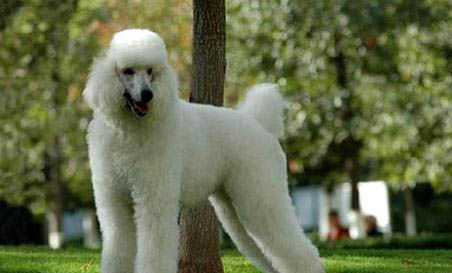 貴賓犬例假多久后能洗澡