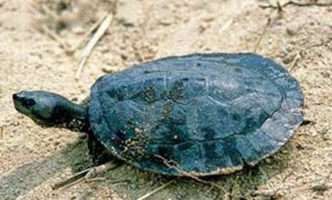 如何選擇寵物龜