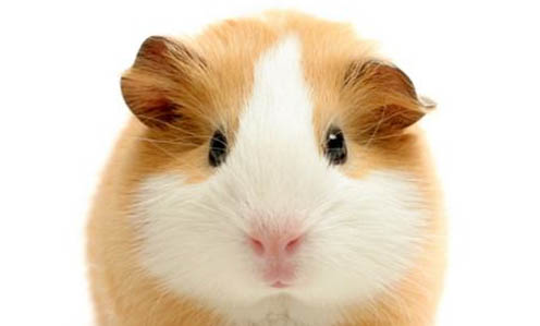 荷蘭豬和花枝鼠哪個好養