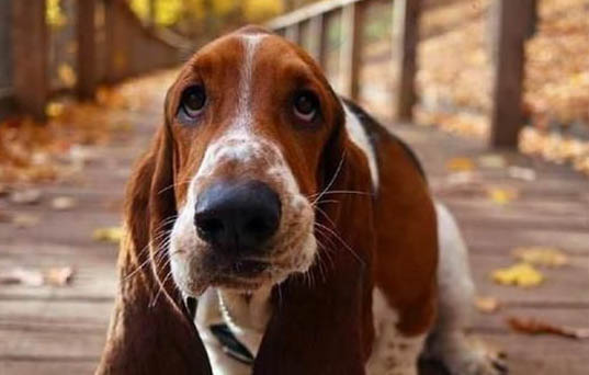 巴吉度犬老掉毛原因及處理方法