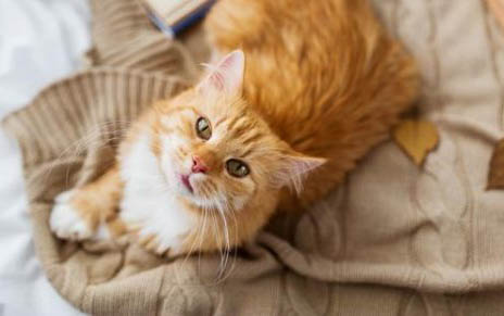 45天的小貓可以送人嗎