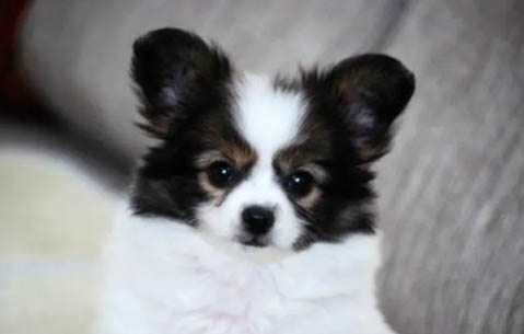 如何判斷是蝴蝶犬幼犬