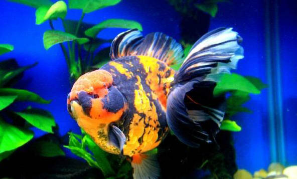 怎樣判斷金魚是缺氧還是餓了