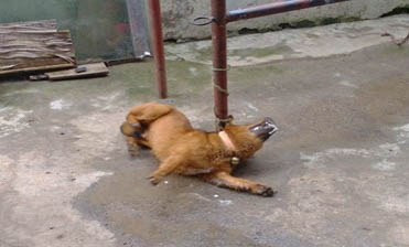 犬瘟不治療還能活多久？
