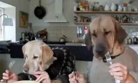 棉花面紗犬哪里有賣