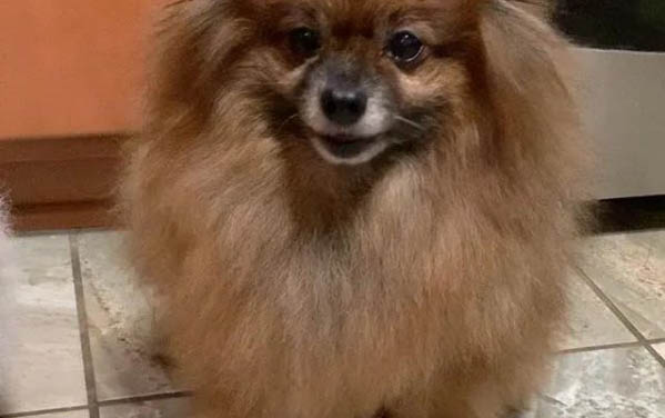 博美犬聰明還是泰迪聰明