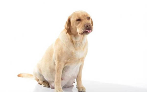 狗狗快生了有哪些癥狀